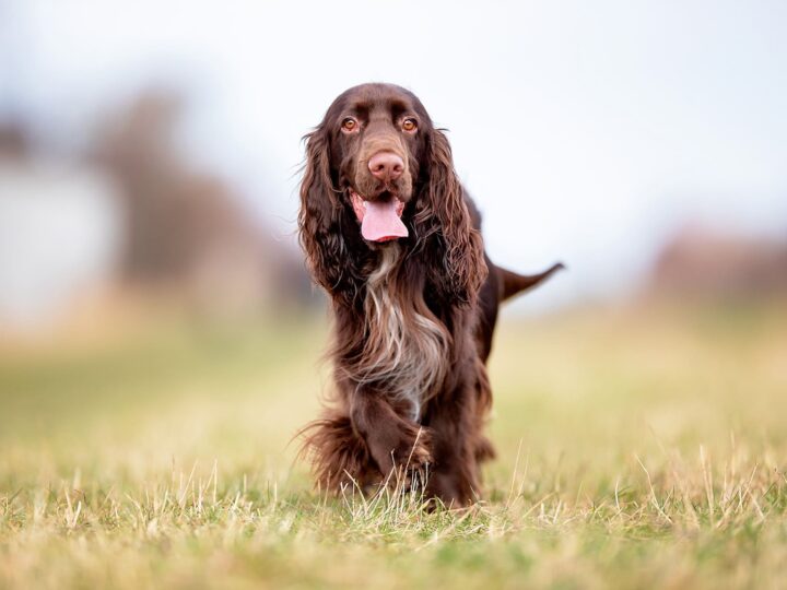 un chien field spaniel