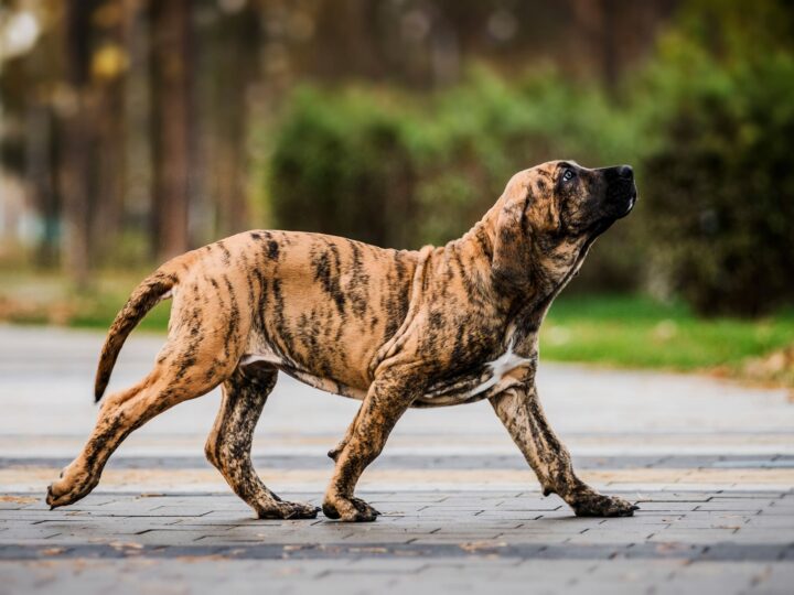 un chien fila brasileiro