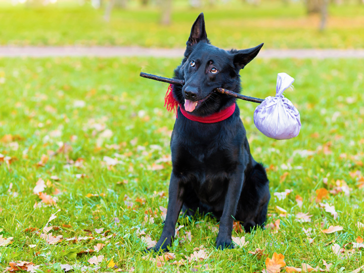 un chien qui fugue