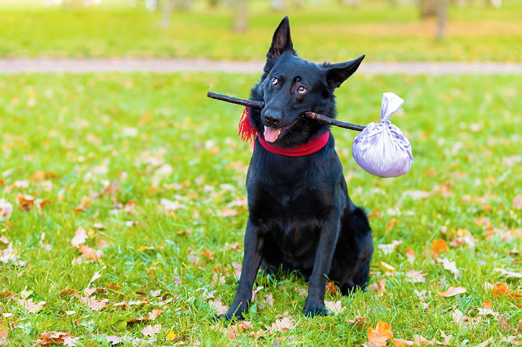 un chien qui fugue