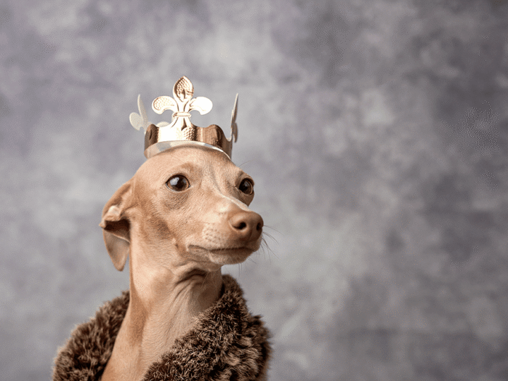 un chien peut-il manger de la galette des rois ?