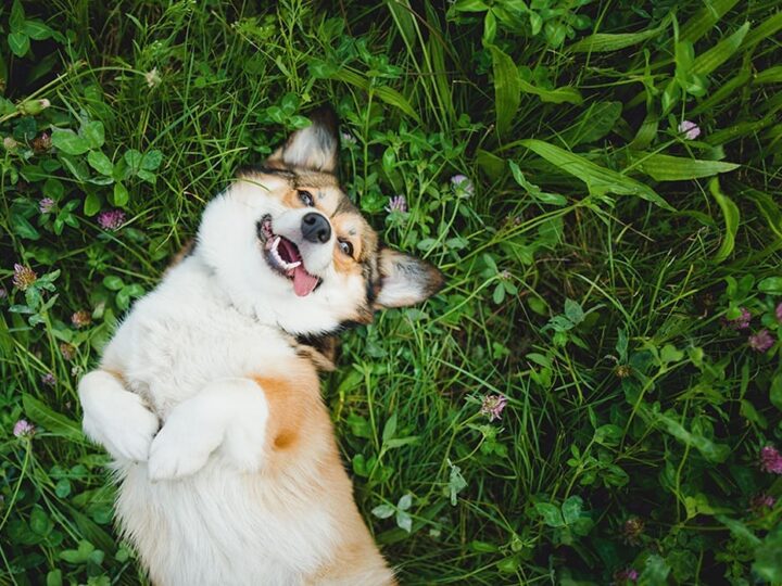 savoir si un chien est heureux