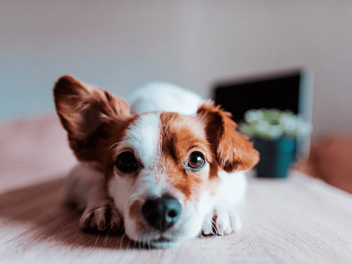 un chien qui a le hoquet