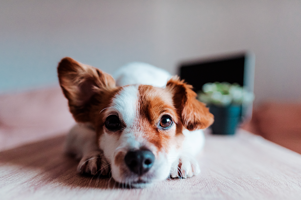un chien qui a le hoquet