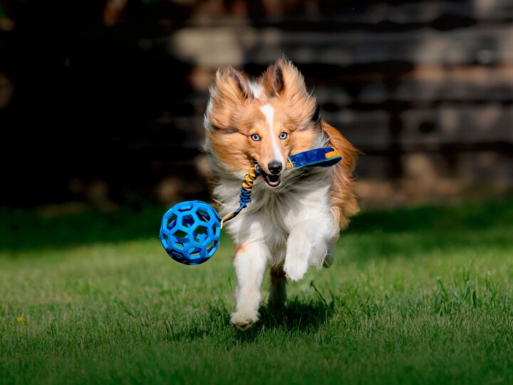 un chien hyperactif