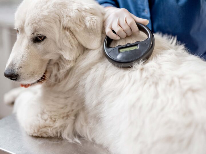 pucer un chien