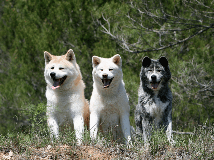 un chien japonais
