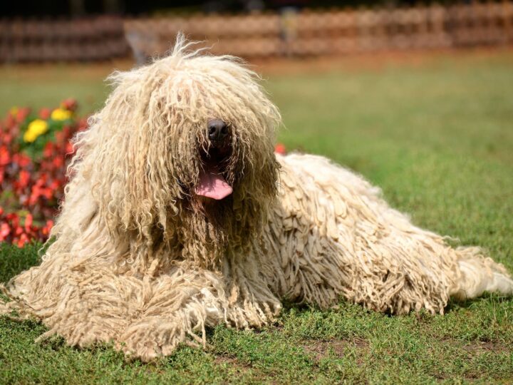 un chien komondor