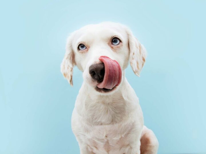 Mon chien lèche le sol