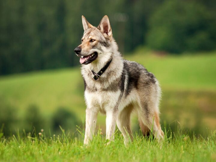 un chien loup