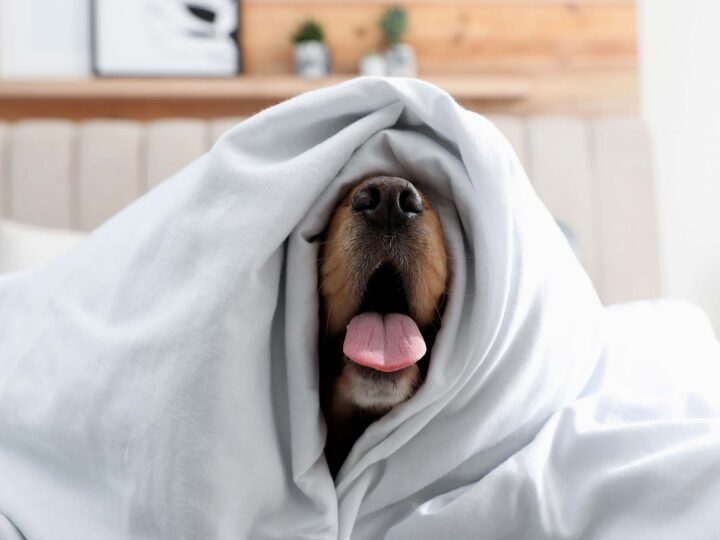 mon chien a un rhume
