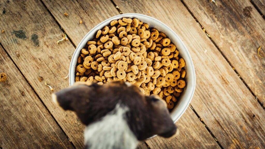 Mon chien a mangé les croquettes du chat un risque pour sa santé ? Assur O
