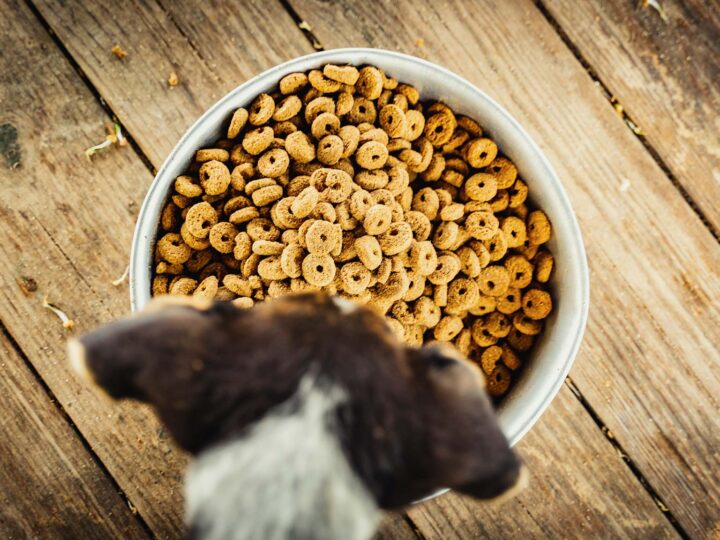 mon chien mange les croquettes du chat