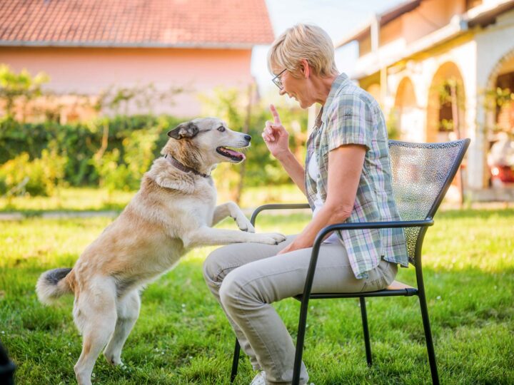 un chien qui mange les crottes d'un chat