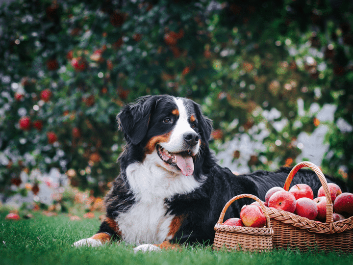 chien qui mange des pommes