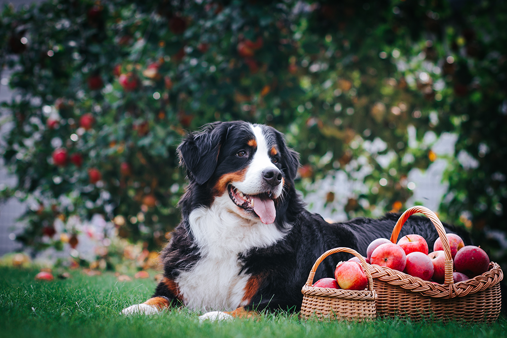 chien qui mange des pommes