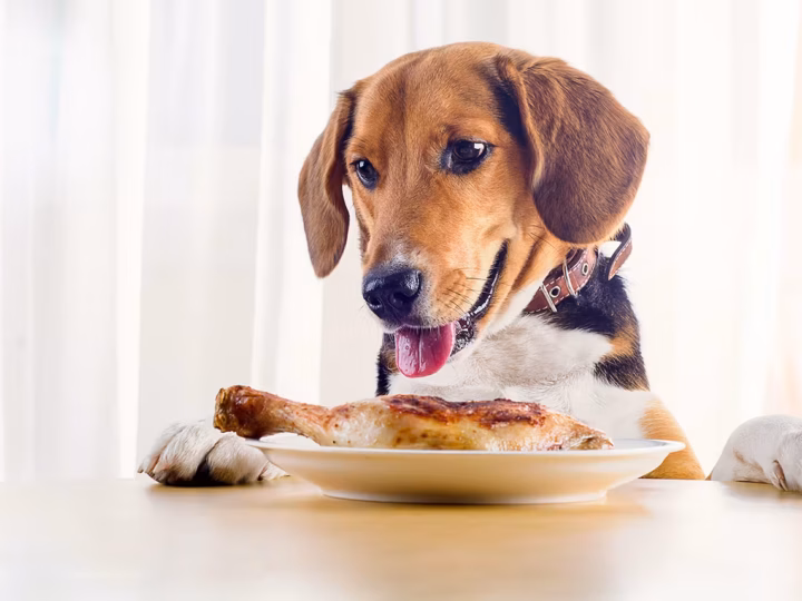 un chien qui mange des restes de poulet
