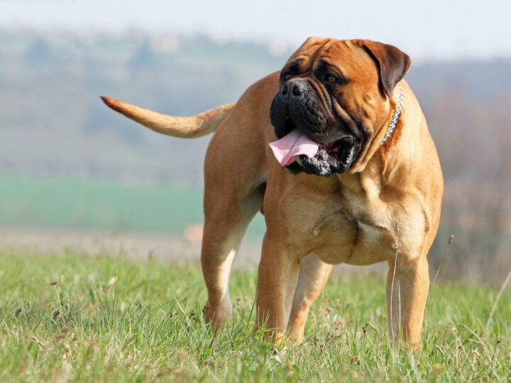 un chien mastiff