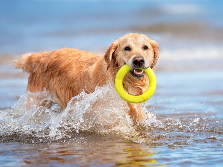 vacances à la mer avec son chien