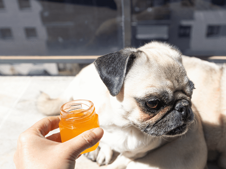 le chien et le miel