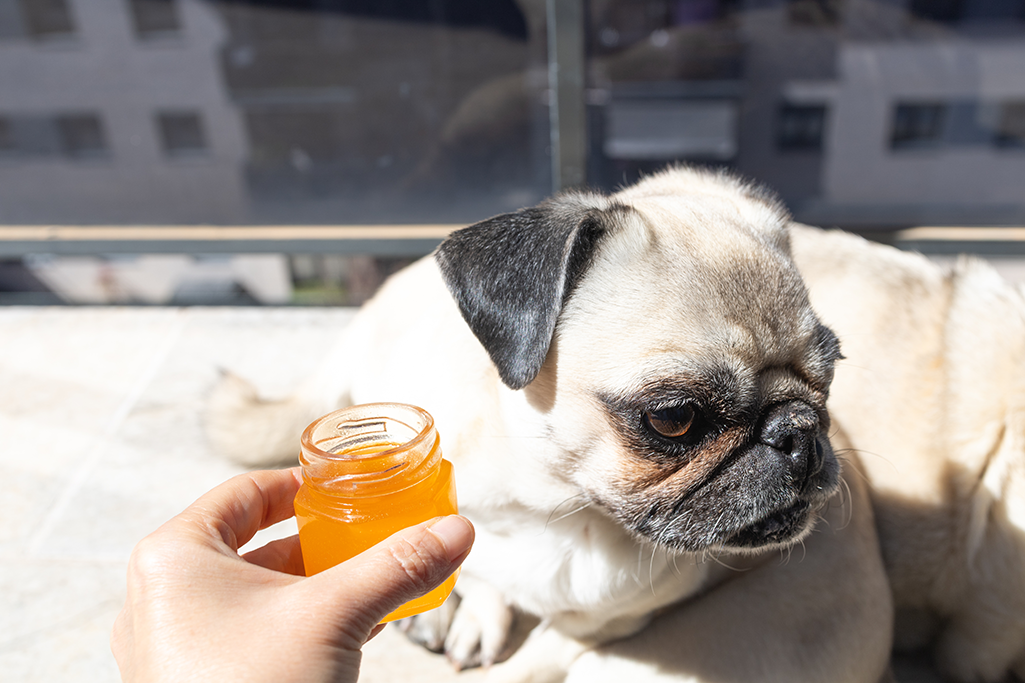 le chien et le miel