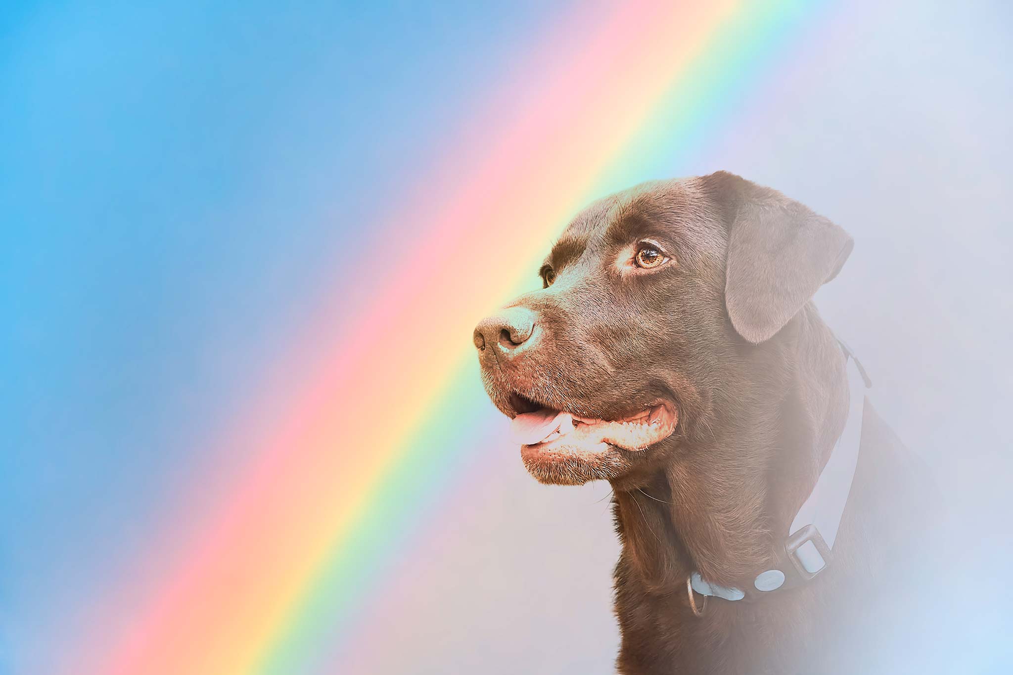 rendre hommage à son animal décédé