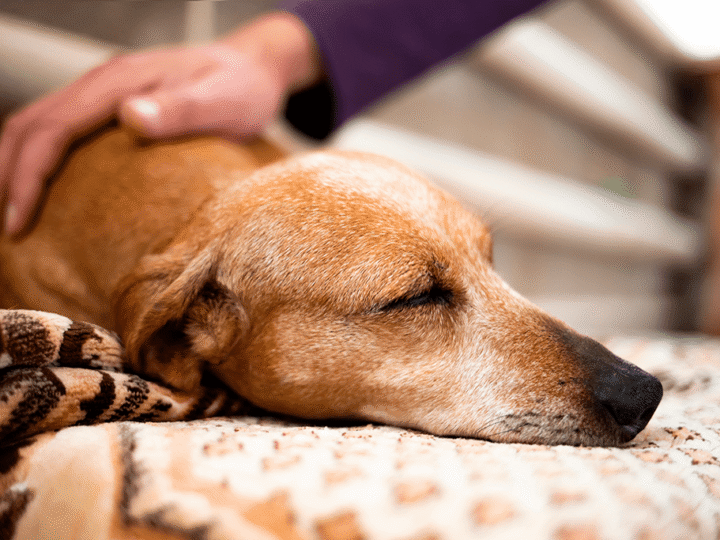 un chien mourant