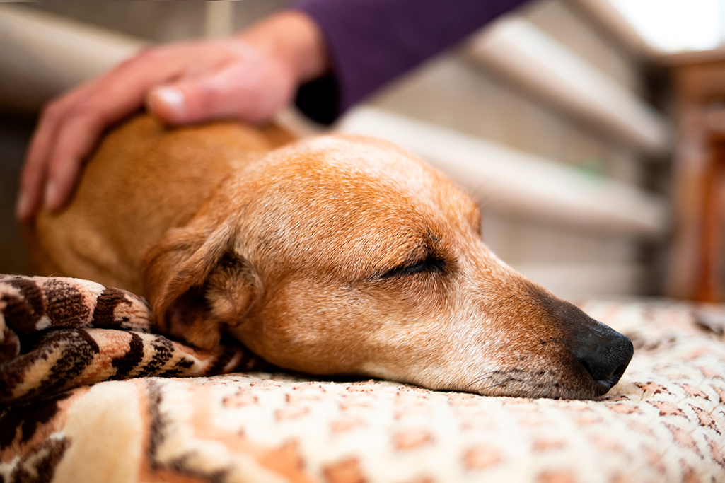 un chien mourant
