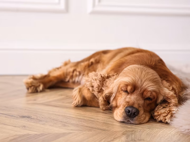 un chien narcoleptique