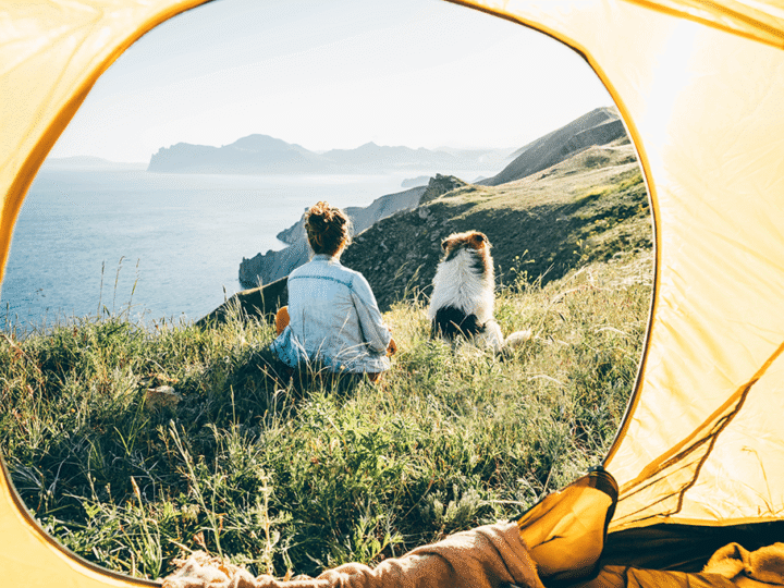 chien perdu en vacances