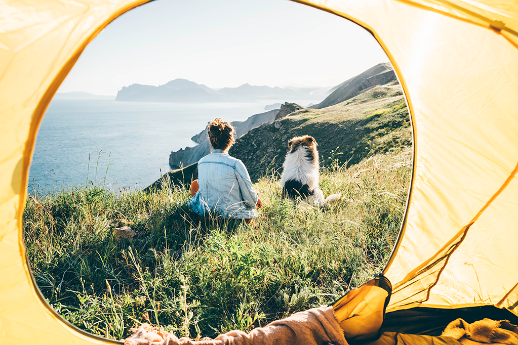 chien perdu en vacances