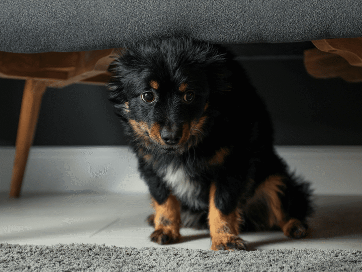 un chien a peur du noir