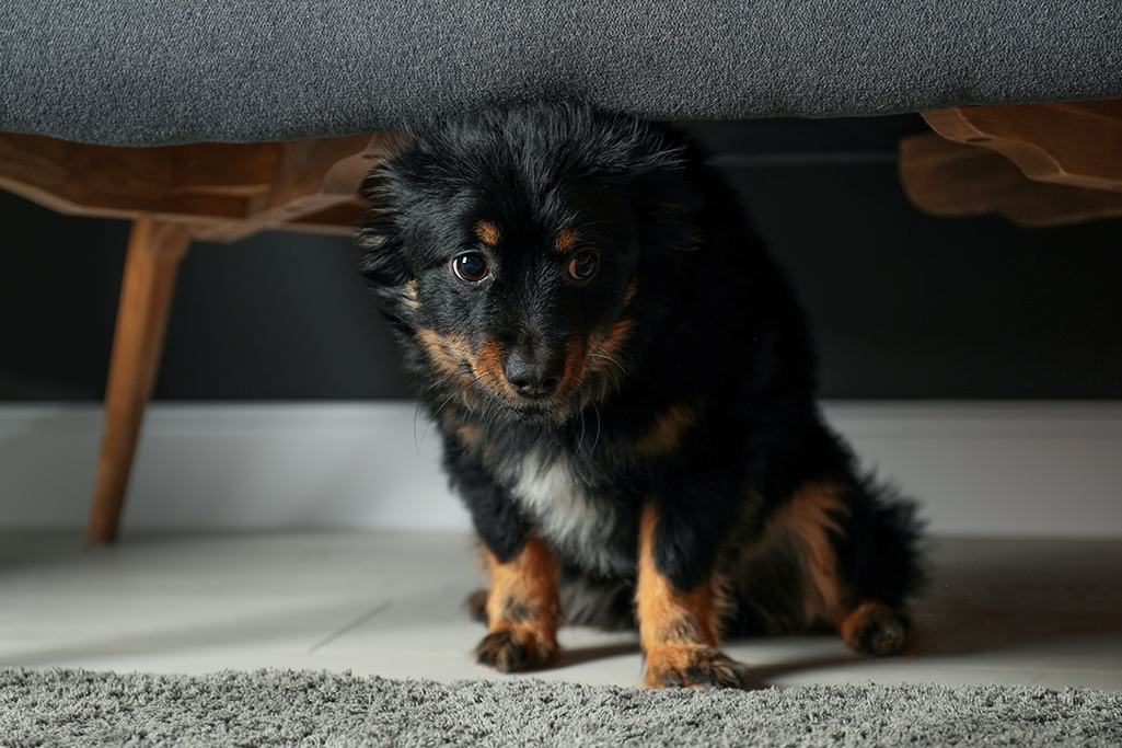 un chien a peur du noir