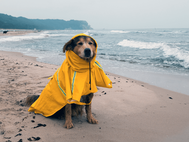 un chien qui a peur de la pluie et du vent