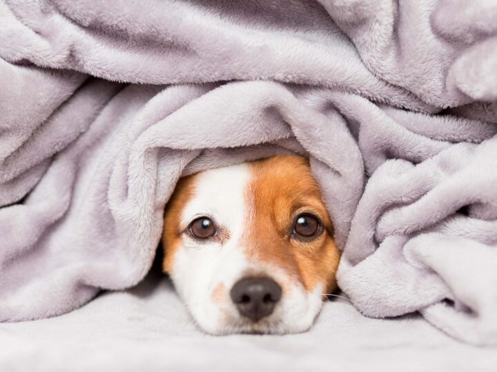 mon chien a froid