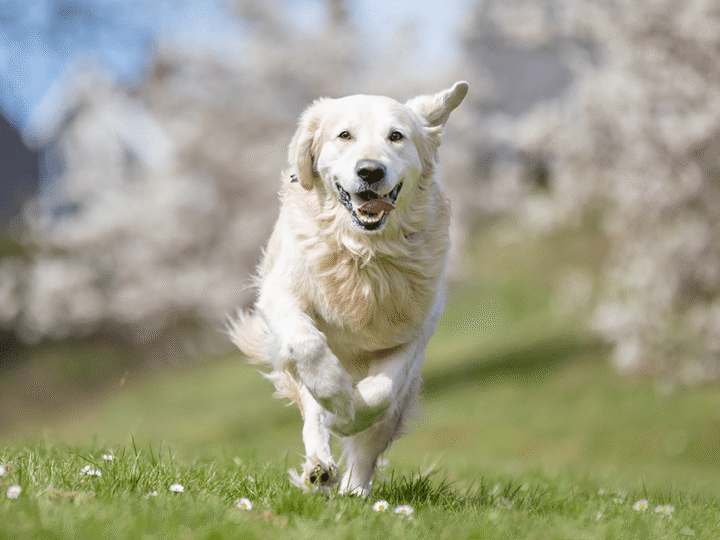 le chien préféré des français en 2025