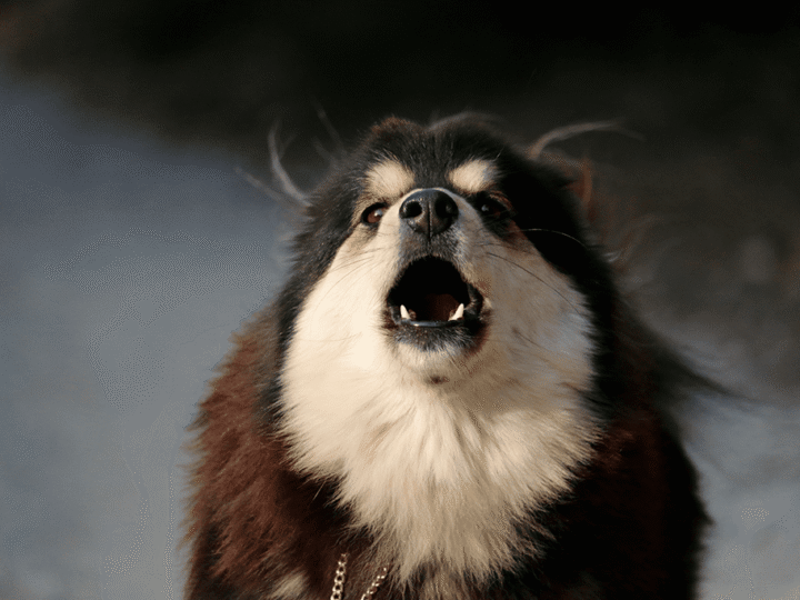 un chien qui aboie beaucoup