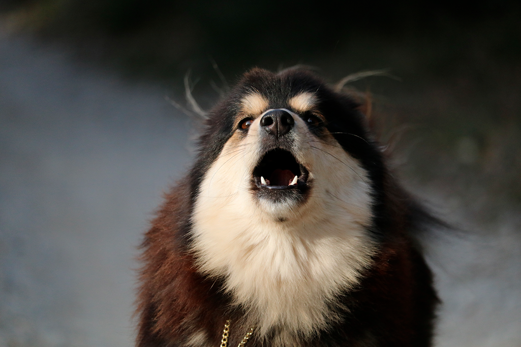 un chien qui aboie beaucoup