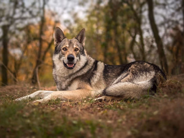 un chien qui ressemble à un loup