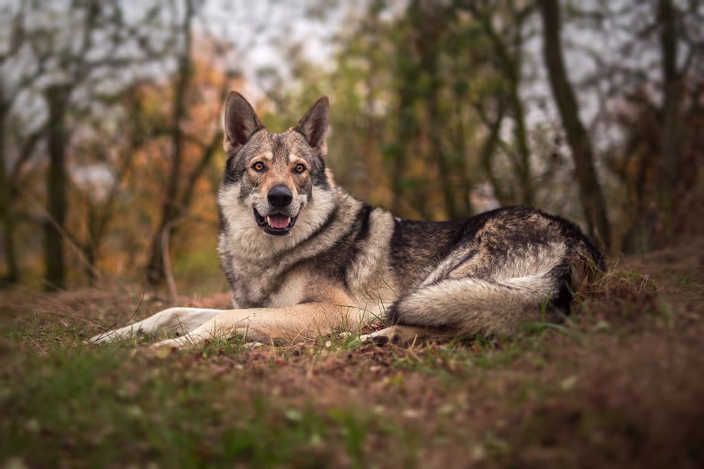 un chien qui ressemble à un loup