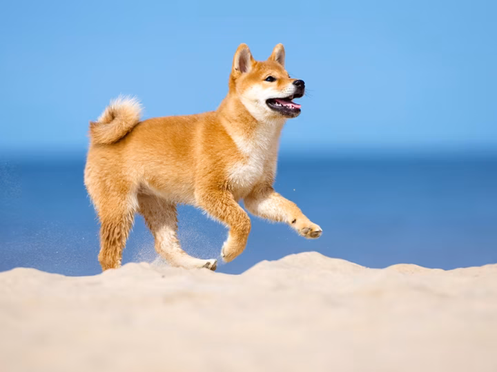chien qui ressemble à un renard