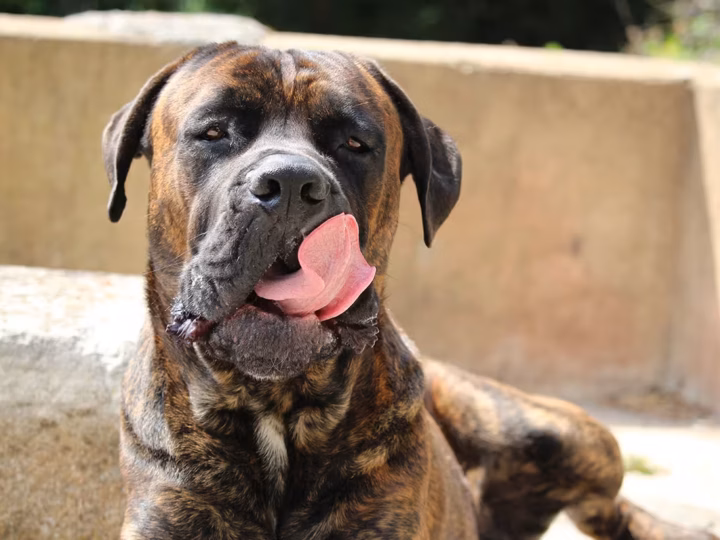 chien qui se lèche les babines