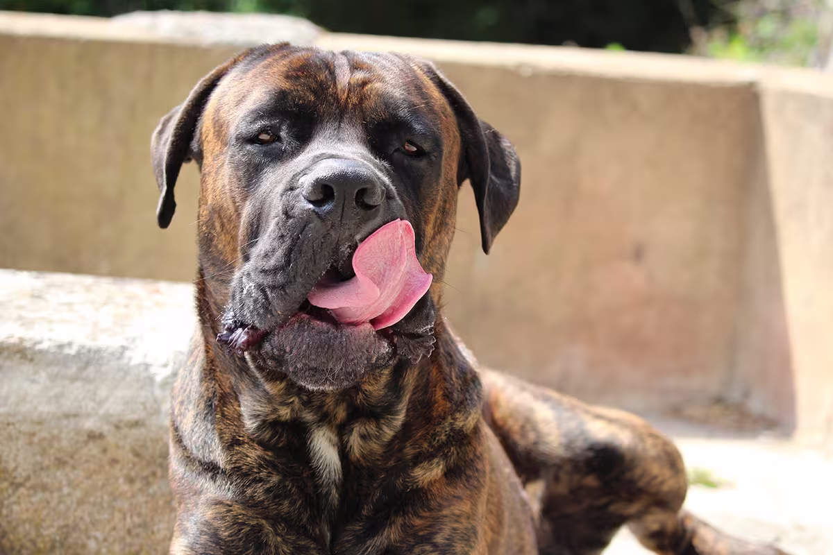 chien qui se lèche les babines