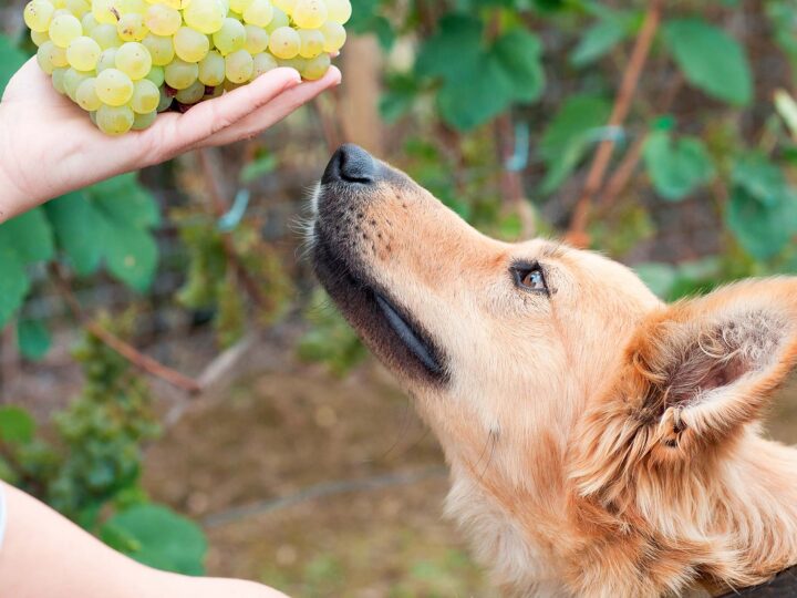 un chien qui mange du raisin