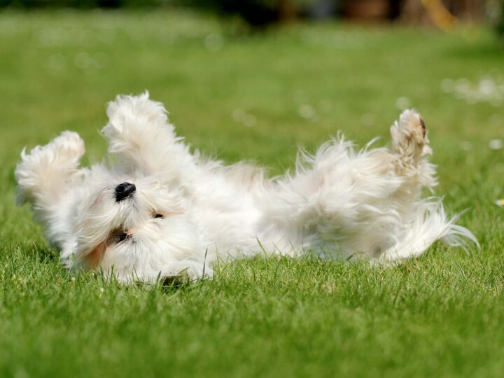 mon chien se roule dans le caca