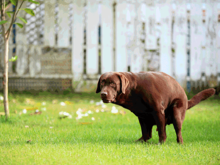 Mon chien fait caca du sang