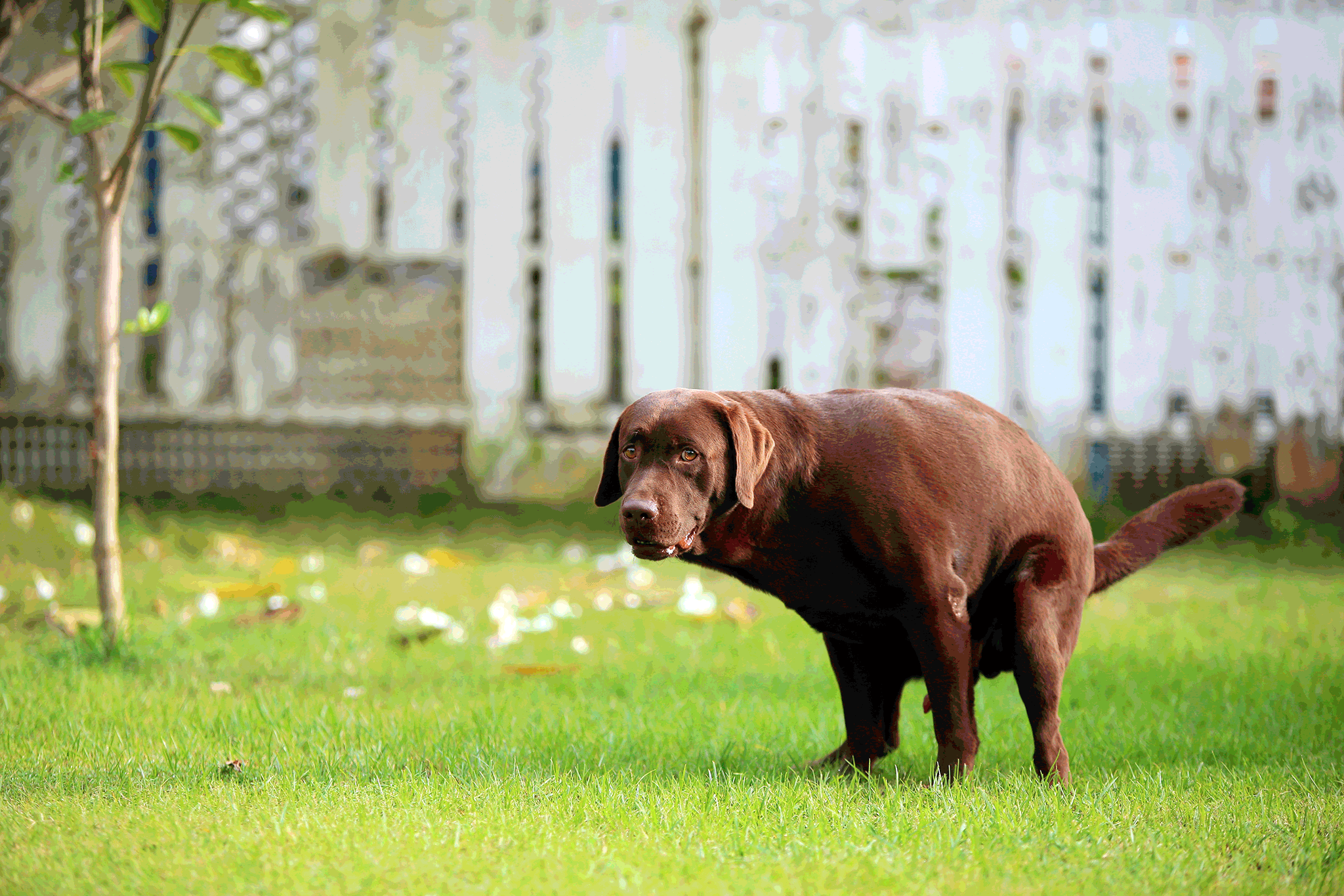 Mon chien fait caca du sang