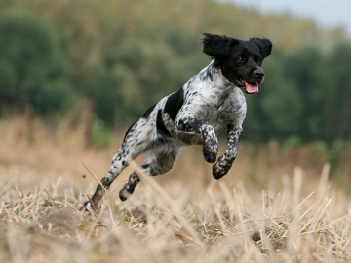 assurance chien sportif