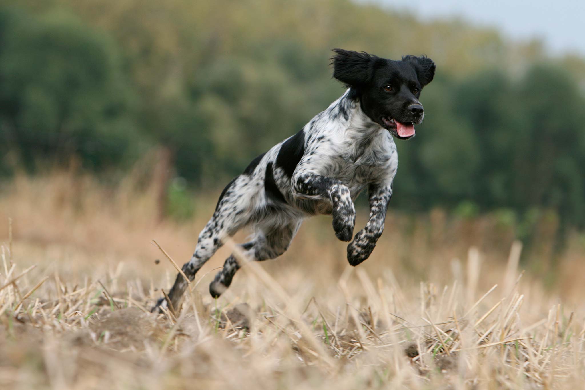 assurance chien sportif