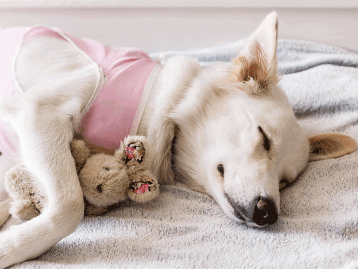 Un chien stérilisé
